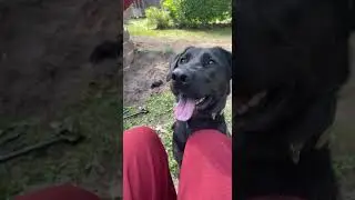 German Shepherd Black Lab makes funny smile for Toy