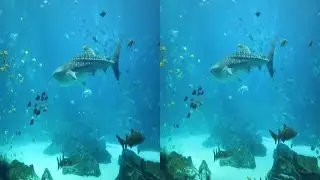 3d Side By Side Video - Multiple Clips