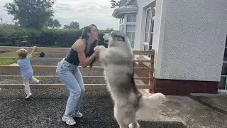 We Had A Surprise Visitor! Dogs Are So Happy! (Cutest Ever!!)