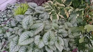 Plant of the Week, Flowering Perennials,  Brunnera macrophylla