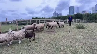 Mudchute Farm launches legal campaign over lease dispute (London) UK - 27/May/2025