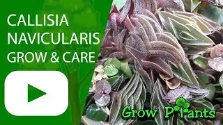 Callisia navicularis - grow & care (Roselings)
