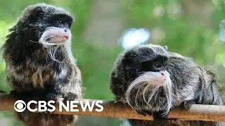 Dallas Zoo, police give update on missing monkeys case, other incidents after arrest | full video
