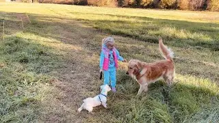 Maya walks and feeds cute funny dogs/Майя выгуливает и кормит милых смешных собак
