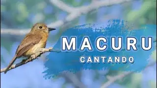 Macuru cantando