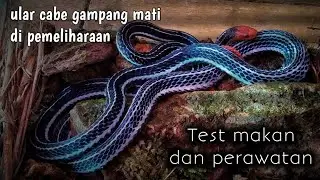 RAHASIA PERAWATAN ULAR CABE BESAR || CALLIOPHIS BIVIRGATA