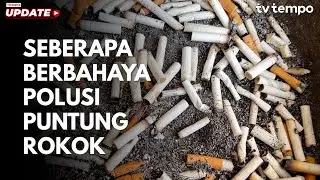 How Dangerous Is Cigarette Butt Pollution?