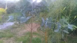 eucalyptus globulus