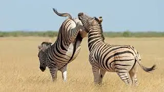 All 9 Equid Species & 9 Beautiful Wild Horses