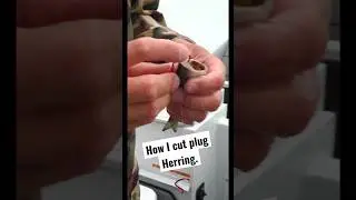 How I Cut Plug Herring 🎣 #westcoaststyle