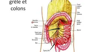 Intestin grele et colon partie 1