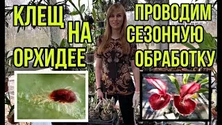 Клещ на Орхидее
