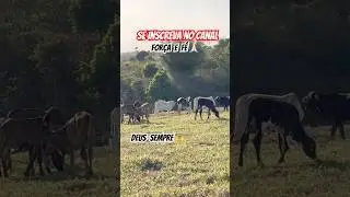&Eacute; assim &eacute; a vida !!🐂🙏🏻