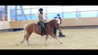 Verkaufspferd Haflinger
