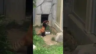Red Panda gets Scared by Rock and Stands Up like a Human 😇#shorts  #wholesome