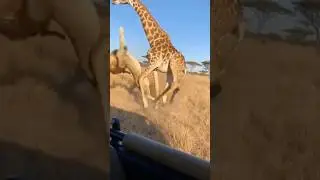 FLYING LION! Giraffe Kick Sends Predator Airborne 🦒💥 #animals #shorts