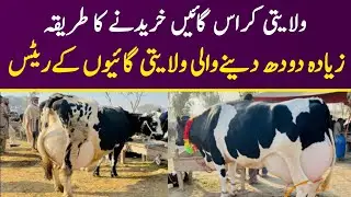 Australian Cross Cow | Gay Kharidne Ka Tarika | Cow Fresh Rates Update