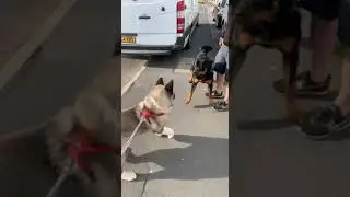 American akita Rottweiler