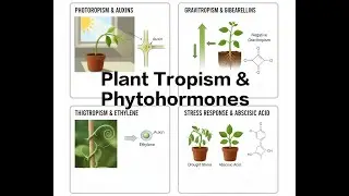 Tropism and Phytohormones Class 10 Control & co-ordination Class 10
