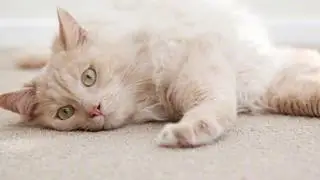 Animals For Hollywood: Cream Tabby Cat Team