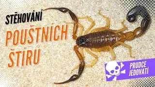 Extrémně jedovatí štíři a sklípkan Lasiodores polycuspulatus