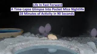 Pocket Mice Nightlife: A Time Lapse Glimpse