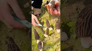 The ultimate morel mushroom hunting guide