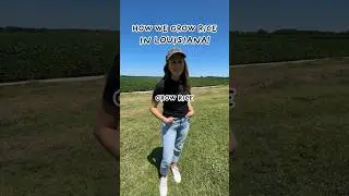 STEP-BY-STEP HOW WE GROW RICE IN LOUISIANA 🌾🐊 #farming #rice
