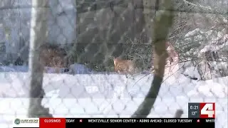 Dog rescues ramp up amid bitter cold across St. Louis region