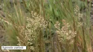 Agrostis curtisii