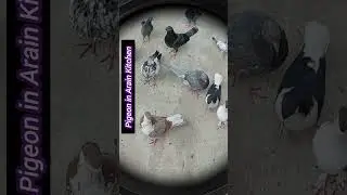Pigeon in Arain Kitchen #trending #birds #tips #pigeon