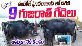బన్నీ జాతి గేదెలు అమ్మకానికి కలవు Bunni Buffaloes sale in Hyderabad |9Gujarat buffaloes sale| CBNews