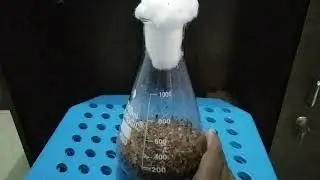 Biotechnology project solid state fermentation