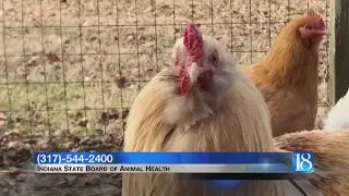Avian Influenza