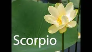 Scorpio 