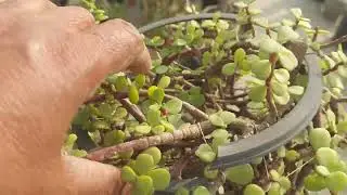 जेड प्लांट पर काम किया 