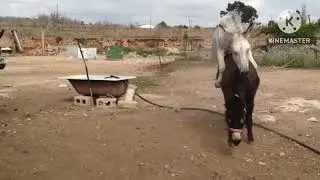 horse mating& Donkey Mating Naturally &ndash; Wild Animal Breeding!#wild #animals