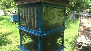 Natural beekeeping in Georgia (Tbilisi) - Osikmishvili 