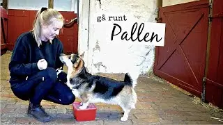 Månadens Trick Mars - BAKDELSKONTROLL på pall
