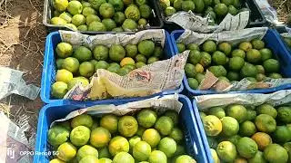 5 November 2025 #live #auction #orange Batasingaram Fruit Market Hyderabad