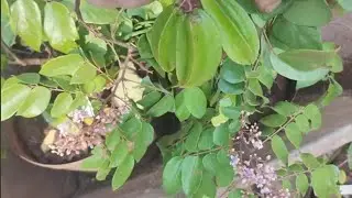 frut&iacute;feras produzindo carambola B10 mel Dovialis Doce Amarelo Africano jujuba indiana abiu solim&otilde;es