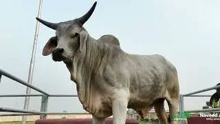 Rare Brazil Bulls in Pakistan | Alpha Livestock | Powerful & Premium Breeds Showcase