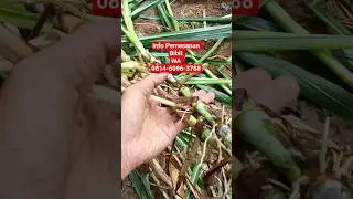 Bibit rumput Odot super jumbo, bibit selalu ready. Japri #odotsuper #bankpakan #rumput #pakanterbaik