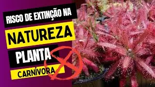Planta Carn&iacute;vora Natural da Mata Atl&acirc;ntica - Drosera graomogolensis - Habitat Natural - #shortvideo