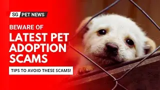 Beware of Pet Adoption Scams: How to Avoid These Latest Scams in Singapore