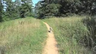 Brittany Spaniel Off-Leash Recall Hiking at Park