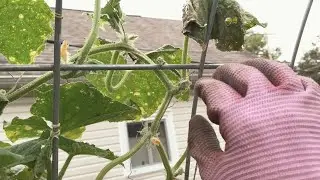 This Turned Into A Squash Bug Hunt | Morning Garden Walk