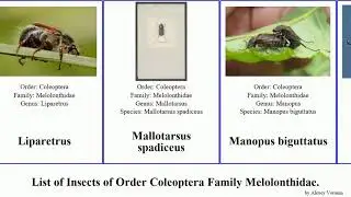 Insects of Order Coleoptera Family Melolonthidae pyronota anoxia beetle orientalis chafer pallida
