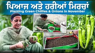 Onion sets & Green Chillis Planting November! Terrace Farming for Winter Harvest (Grow Bags)