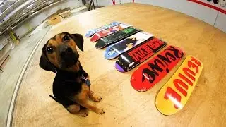 PUPPY CHOOSES MY NEW SKATEBOARD 2!